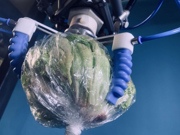 A cabbage head held in robotic fingers