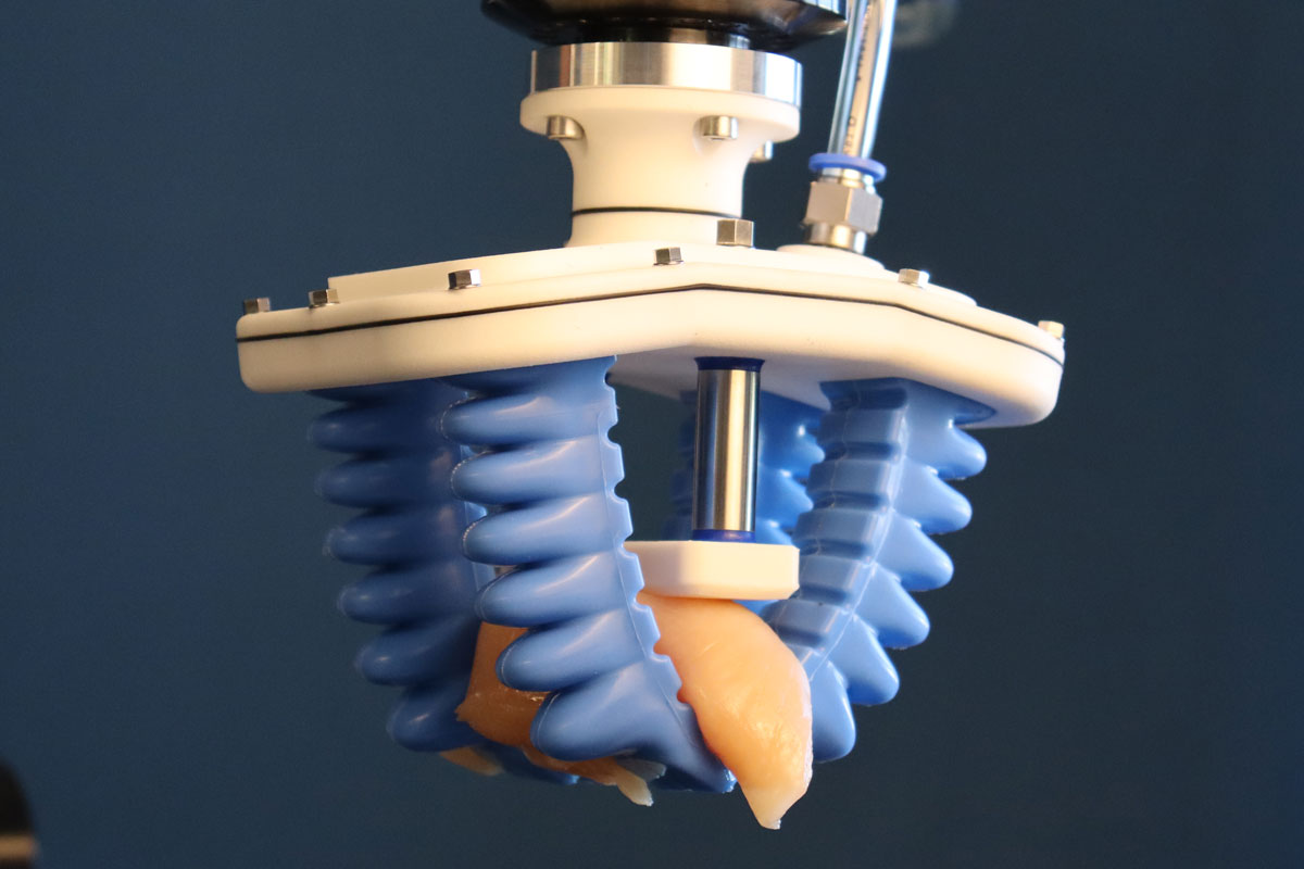 Robotic filet gripper